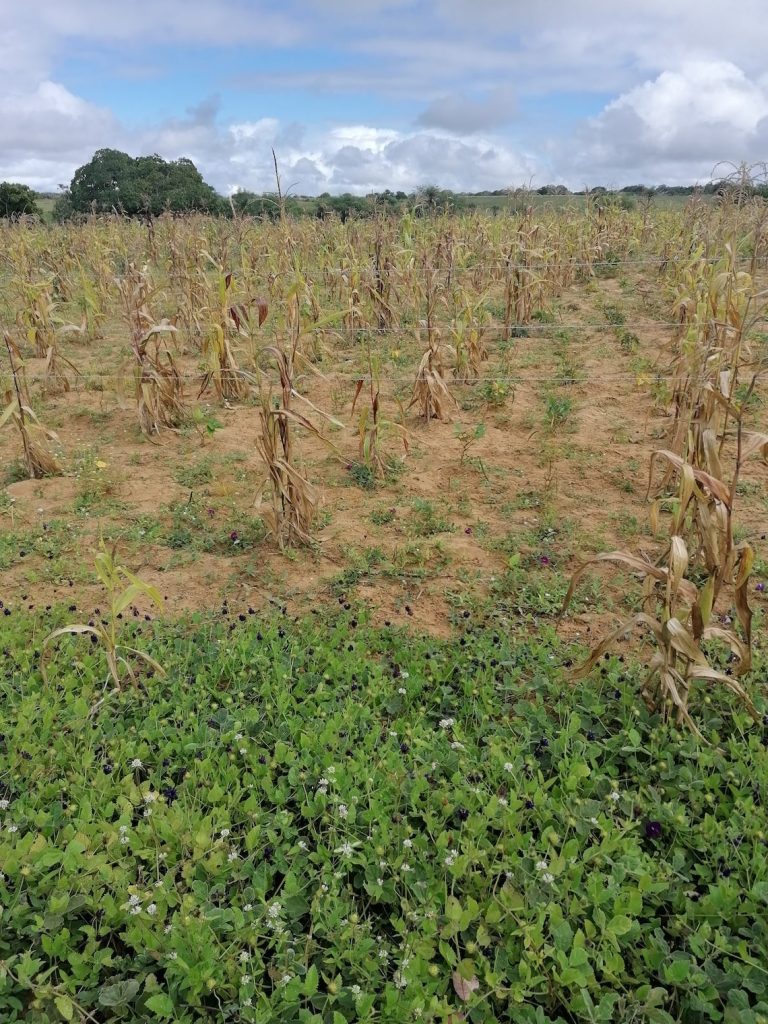 Six steps to abundant drylands in Brazil