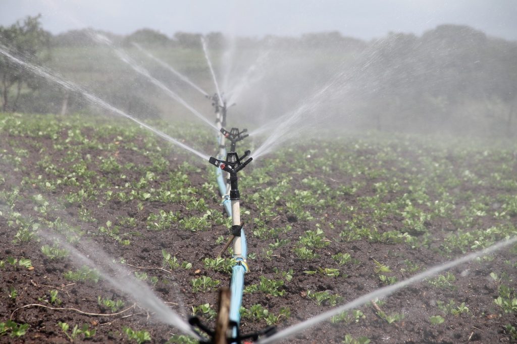 Uma palavra sobre irrigar na época seca….